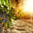 BrexitTradeDeal Hero v2