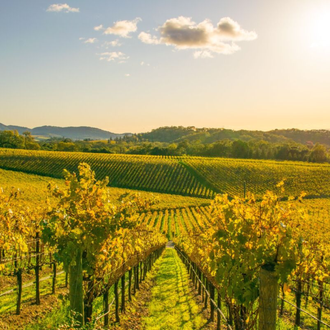 Journey through California's Wine Country