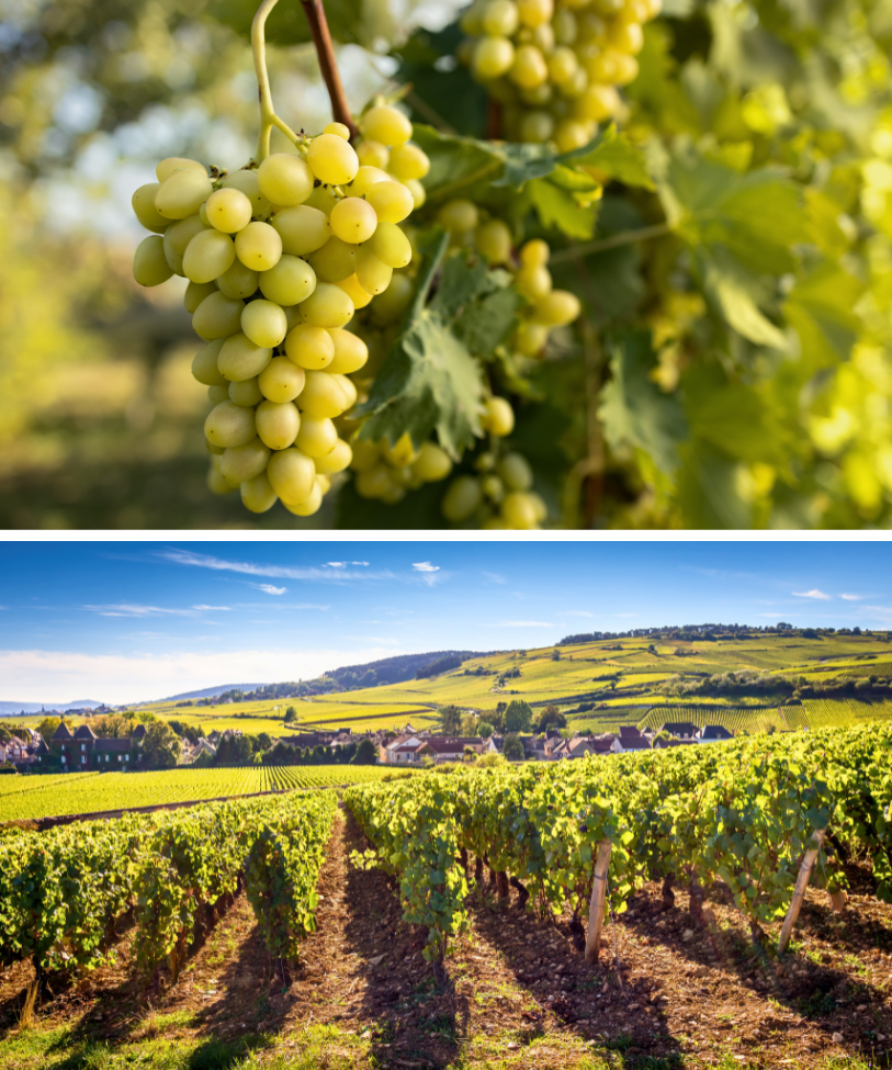 The Rise of White Burgundy: A New Era of Chardonnay Appreciation