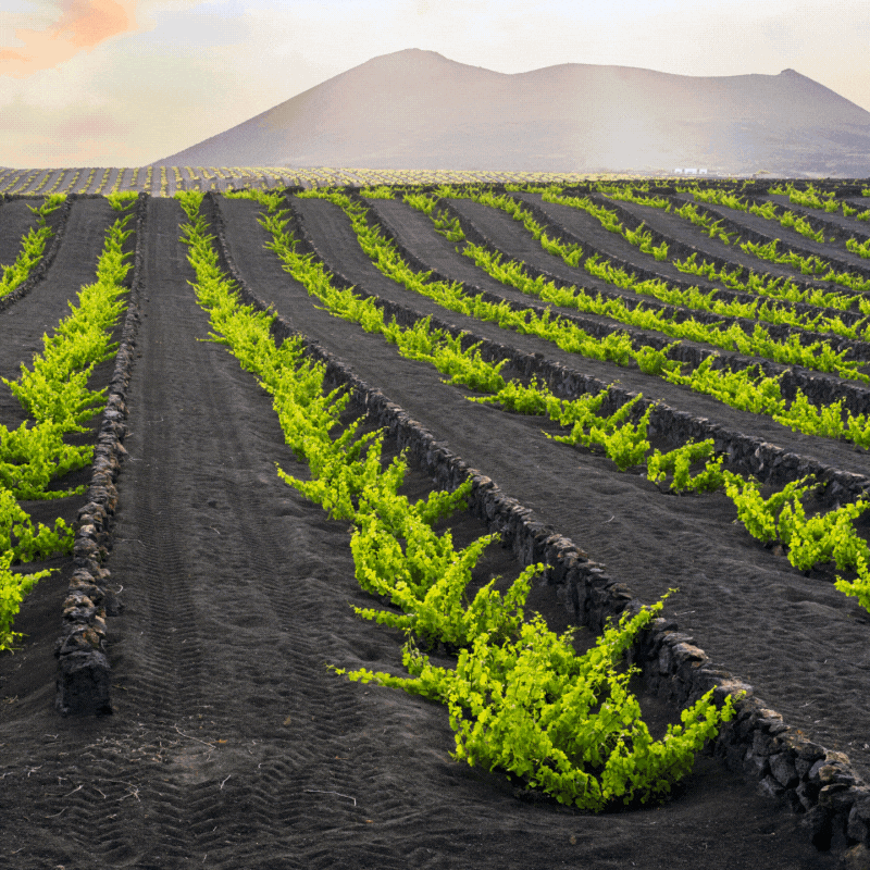 The Rise of Volcanic Wine