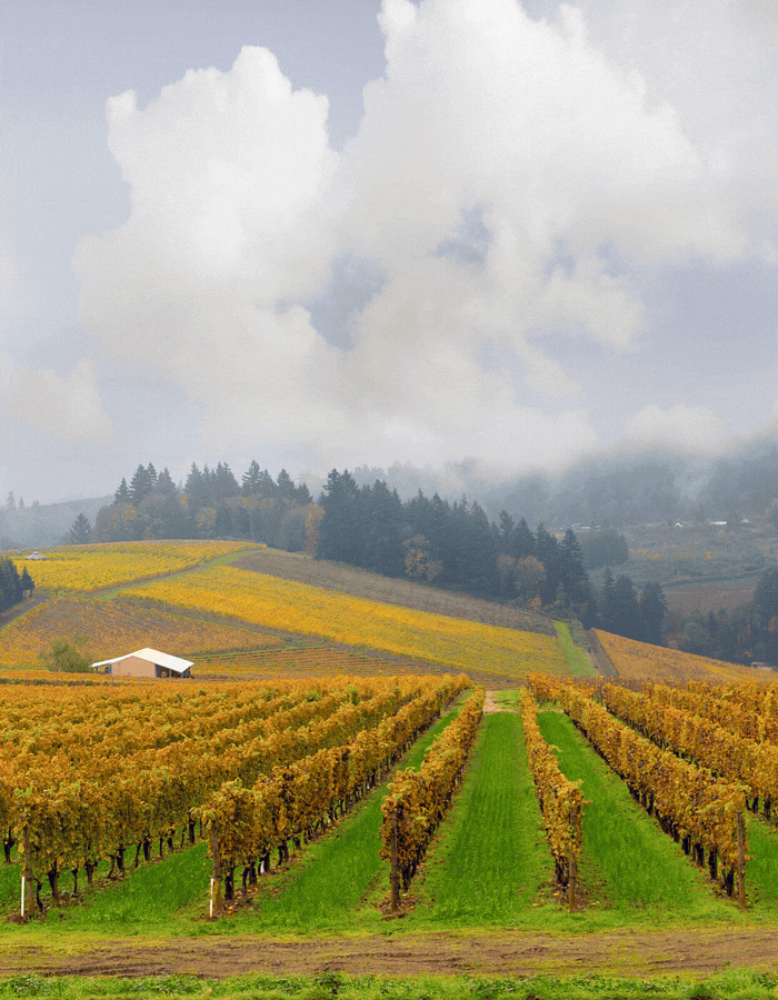 Top 10 Autumn Wine Travel Destinations