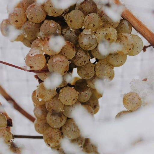 Frozen Gold: How Icewine Sparked Canadian Wine Tourism