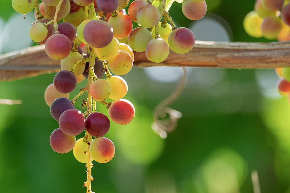 The lifecycle of a grapevine