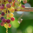 Grapevine v2