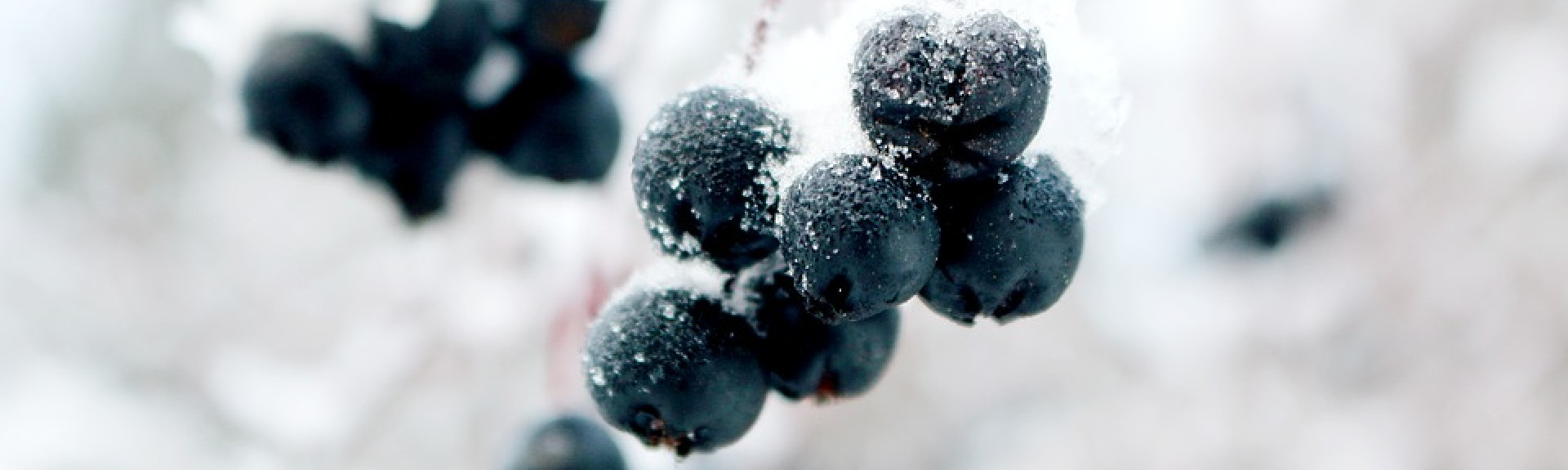 The complete guide to icewine Cult Wines United States
