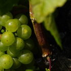 The lifecycle of a grapevine