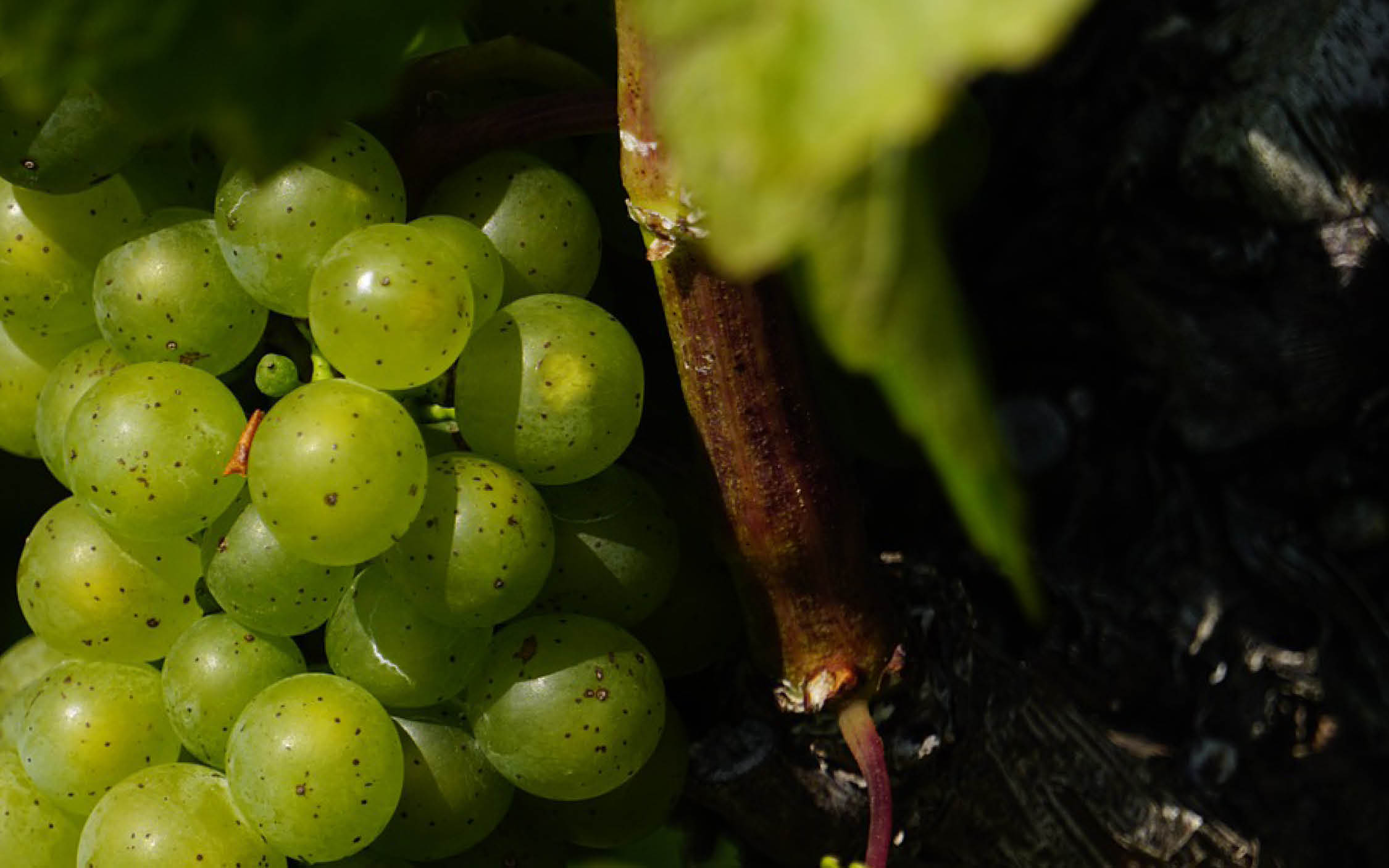Brown Grapes brown-grapes