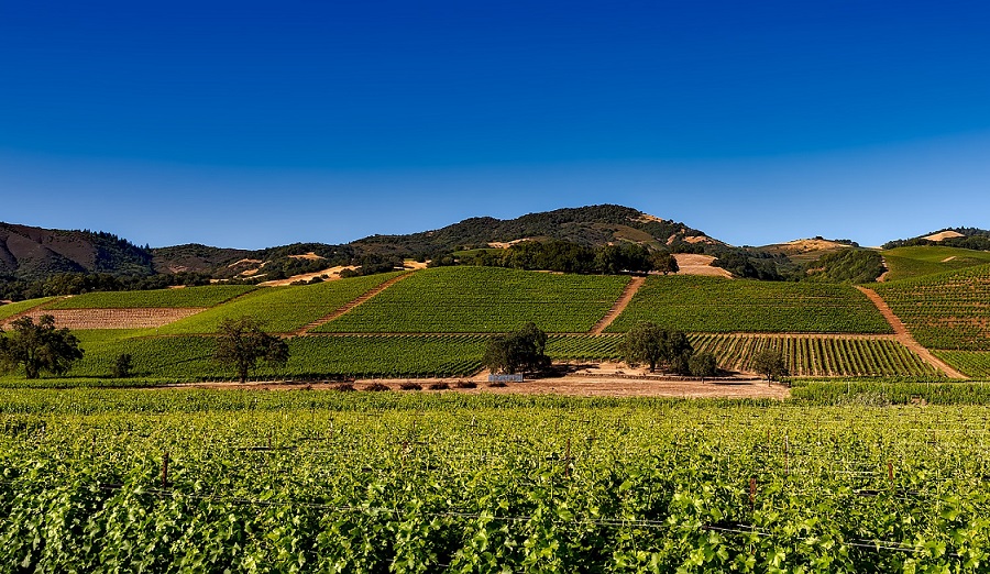 A brief history of wine in California’s Napa Valley Cult Wines