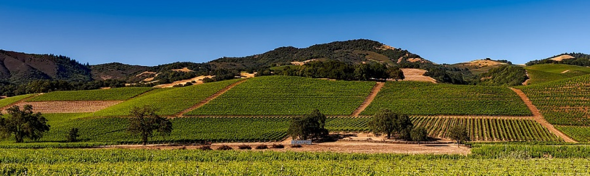 A brief history of wine in California's Napa Valley
