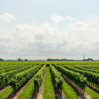 NaturalWine tn