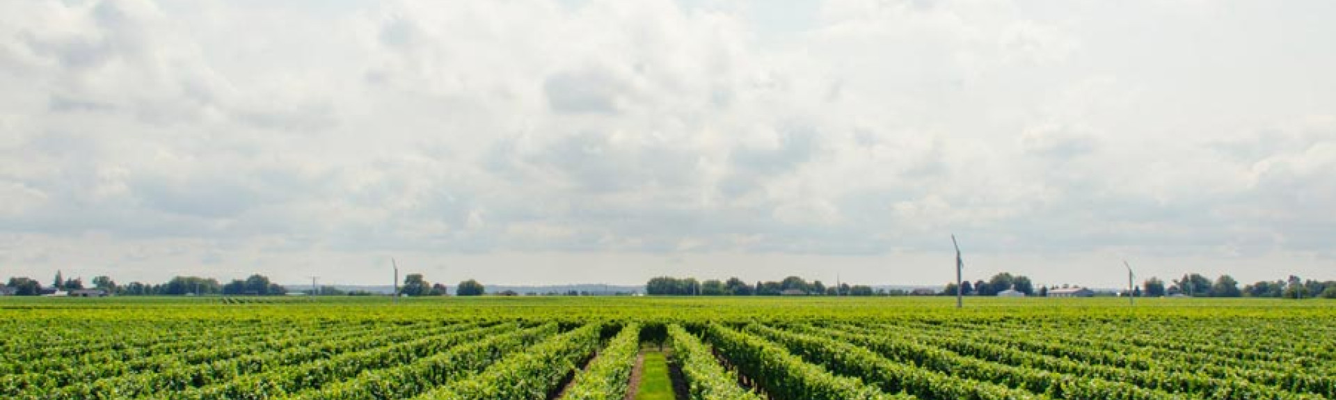 NaturalWine
