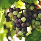 New grape varieties t