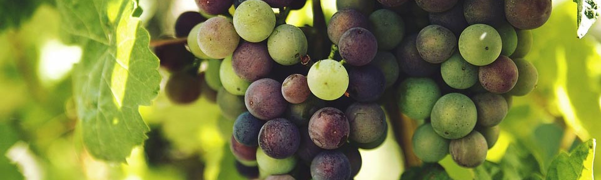 New grape varieties