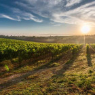 Sunny vineyard thumb