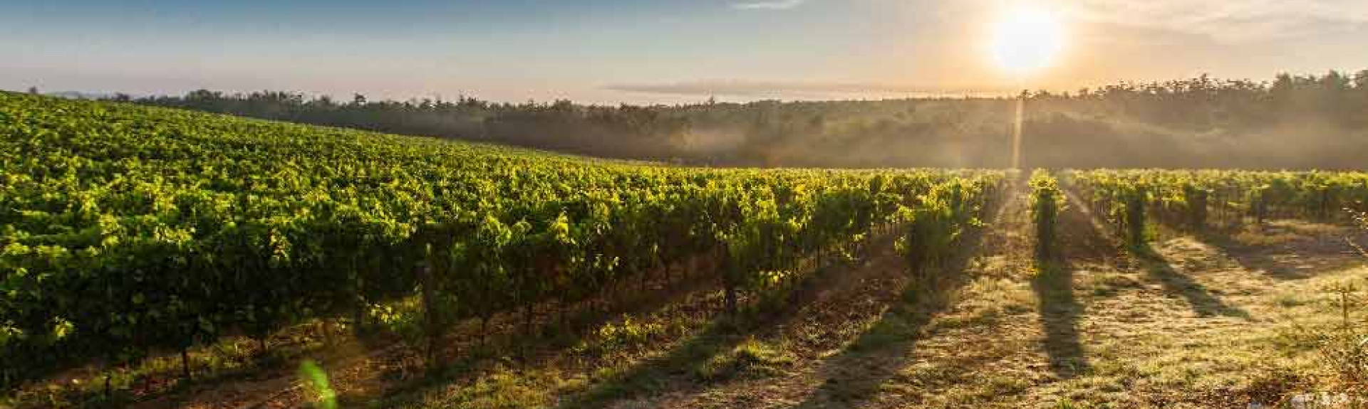 Sunny vineyard