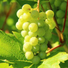 Sustainable wine t