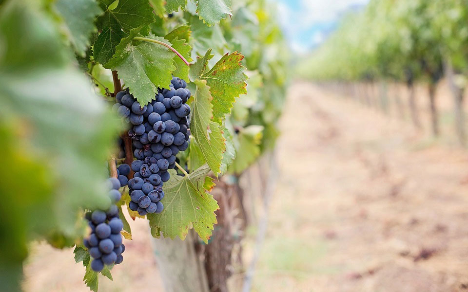 What is terroir and how does it affect wine? Cult Wines