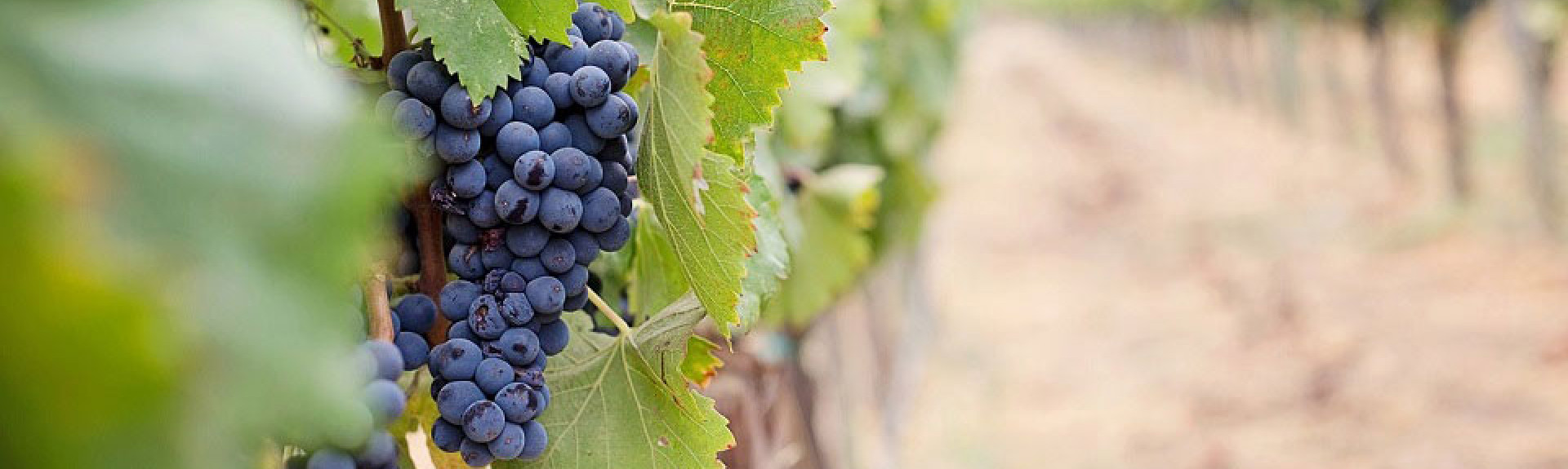 What is terroir and how does it affect wine?  Cult Wines United States