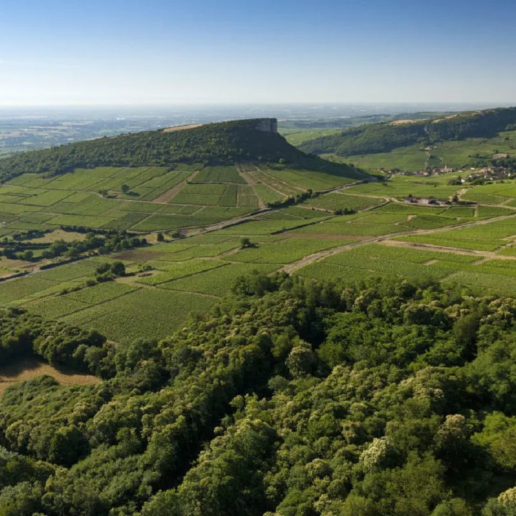 CWI 2107025 CultInsider FWF Web Square2