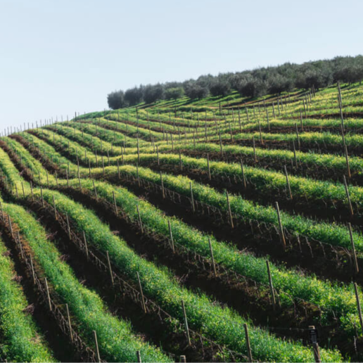 CWI 2107025 CultInsider FWF Web Square5