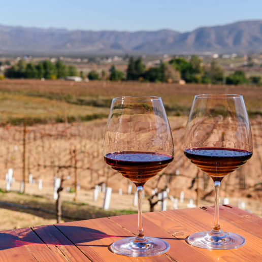 CWI Insights SummerWineDestinations ValleDeGuadalupe