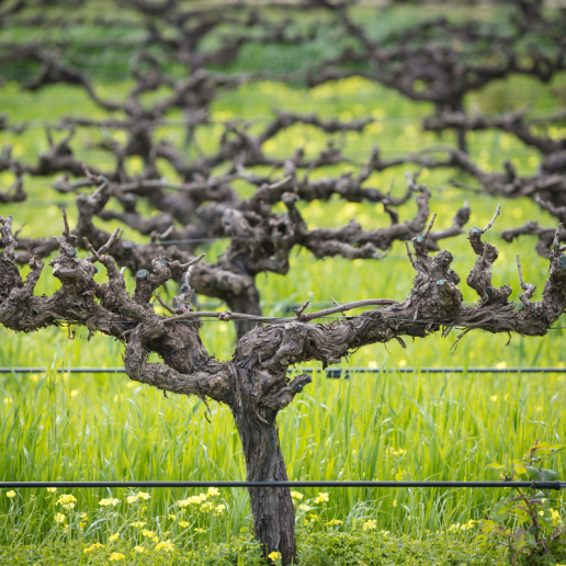 The Barossa Valley, South Australia
