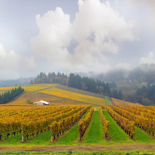 The Willamette Valley, Oregon