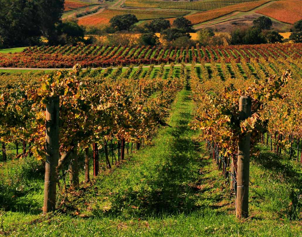 Discover the world of wine