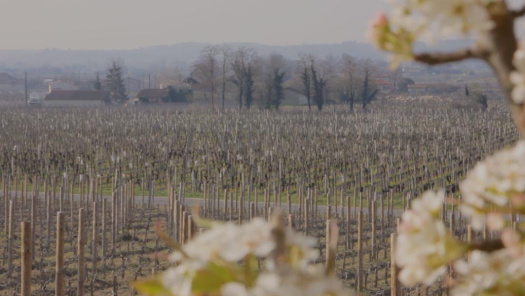 pavie