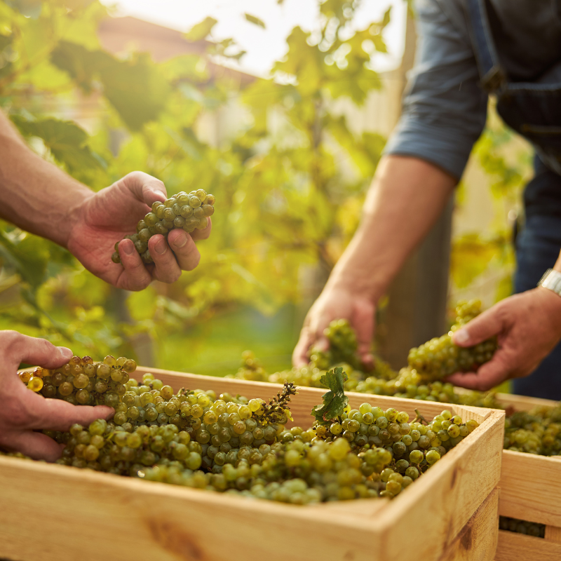 Natural Wine in Asia: A Growing Curiosity