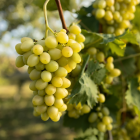 CWI 22072025 FWF WhiteBurgundy List