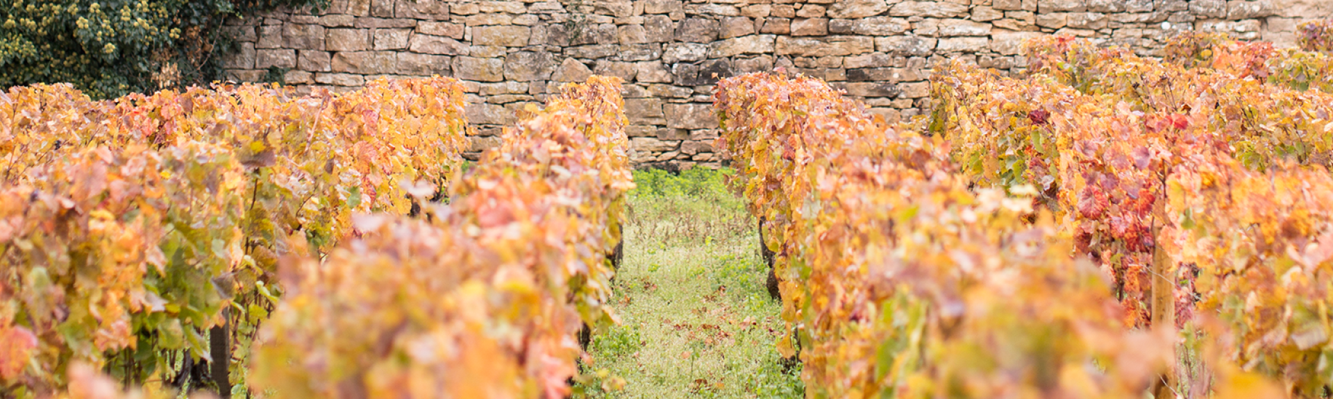 CWI 23012023 ValueBurgundy Hero
