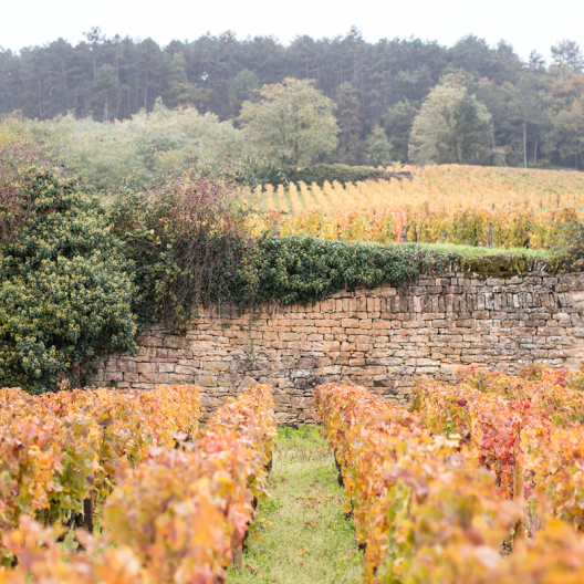 CWI 23012023 ValueBurgundy Thumb