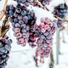 CWI 27112025 E&T Icewine List