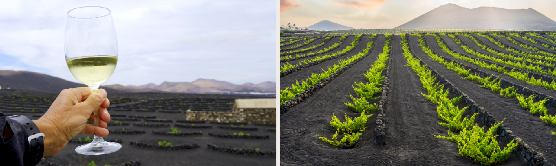 CWI 27112025 FWF VolcanicWine Hero