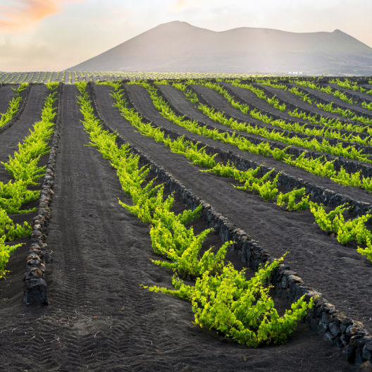 CWI 27112025 FWF VolcanicWine List