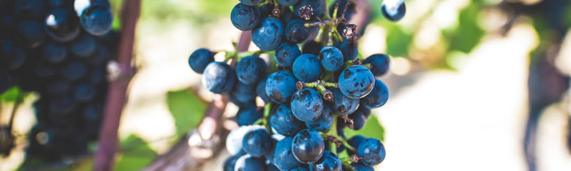 Grapes Header
