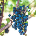 Grapes Thumbnail v2