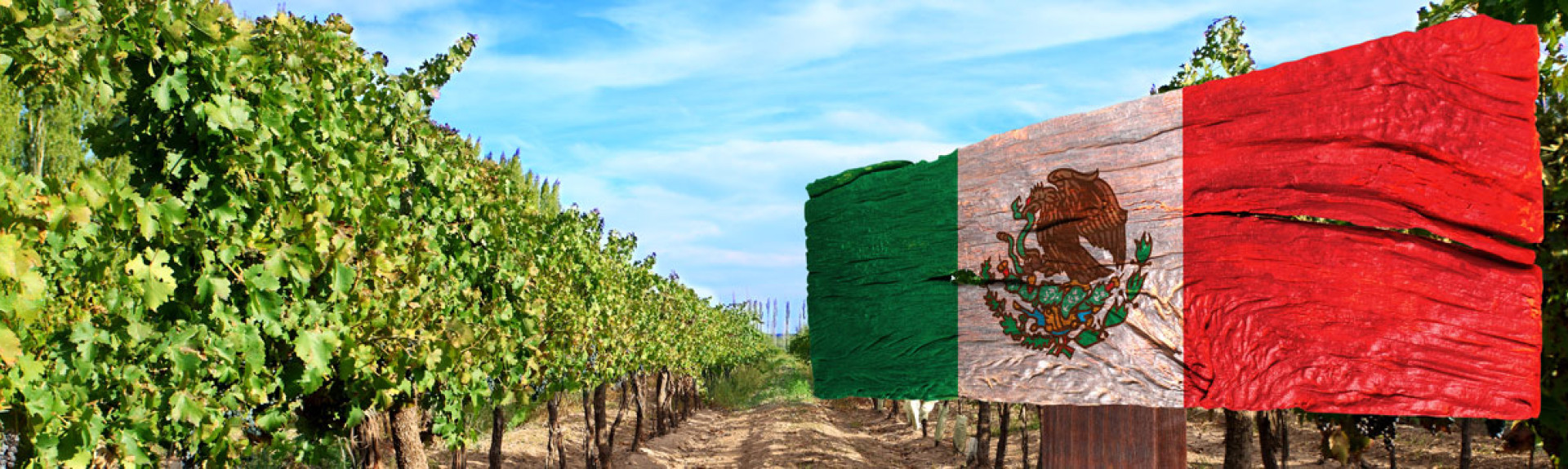 The Rise of High Altitude Winemaking in Mexico D