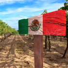 The Rise of High Altitude Winemaking in Mexico S