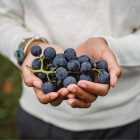 Wineries Thumbnail