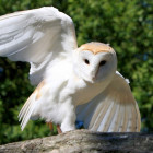 owl