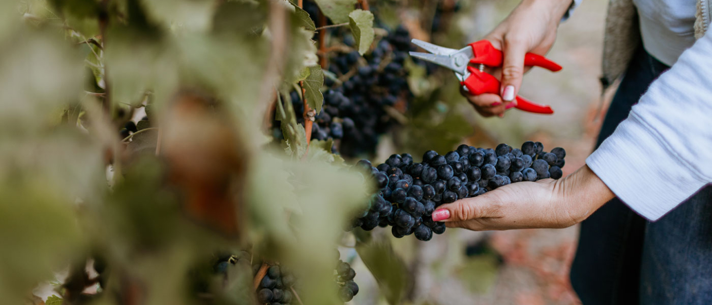 Climate Change Wine's impact and what can be done to help Cult Wines
