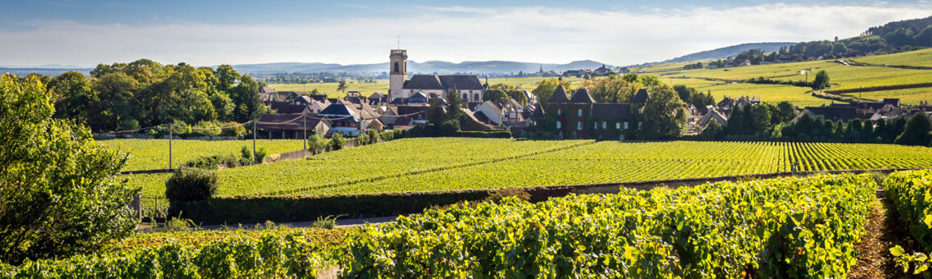 whiteburgundy d