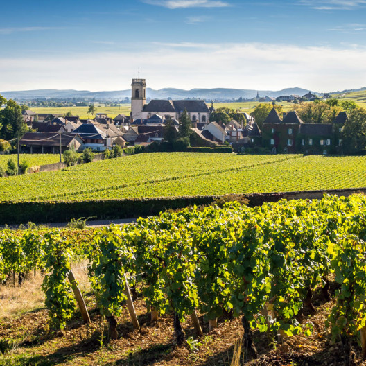 whiteburgundy s