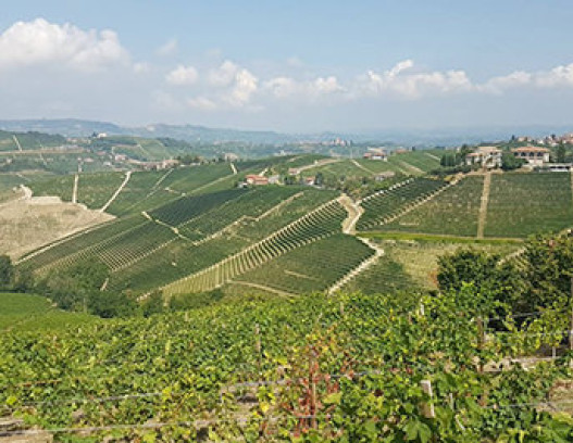 Bruno Giacosa tn