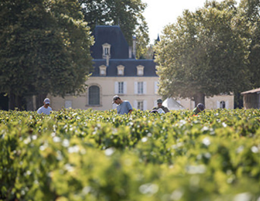 Chateau Cantemerle tn