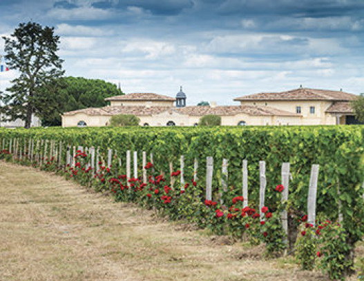 Chateau Petrus tn