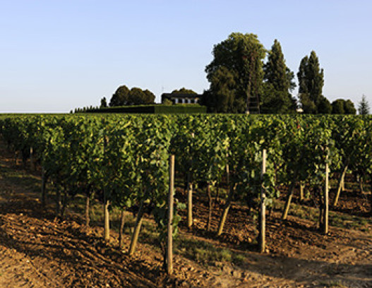 Chateau Trotanoy tn