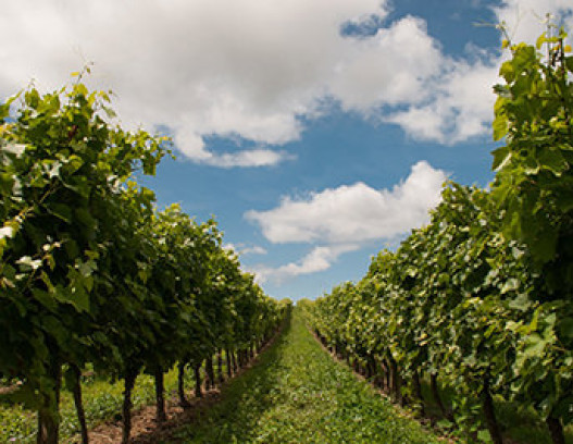 Clos Des Papes tn